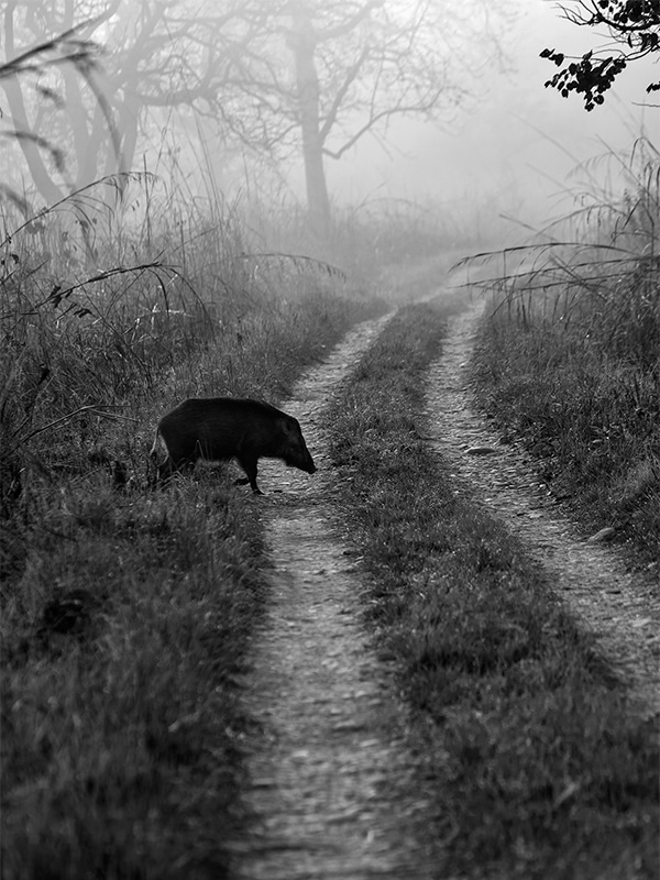 Black and White: Wild Boar crossing