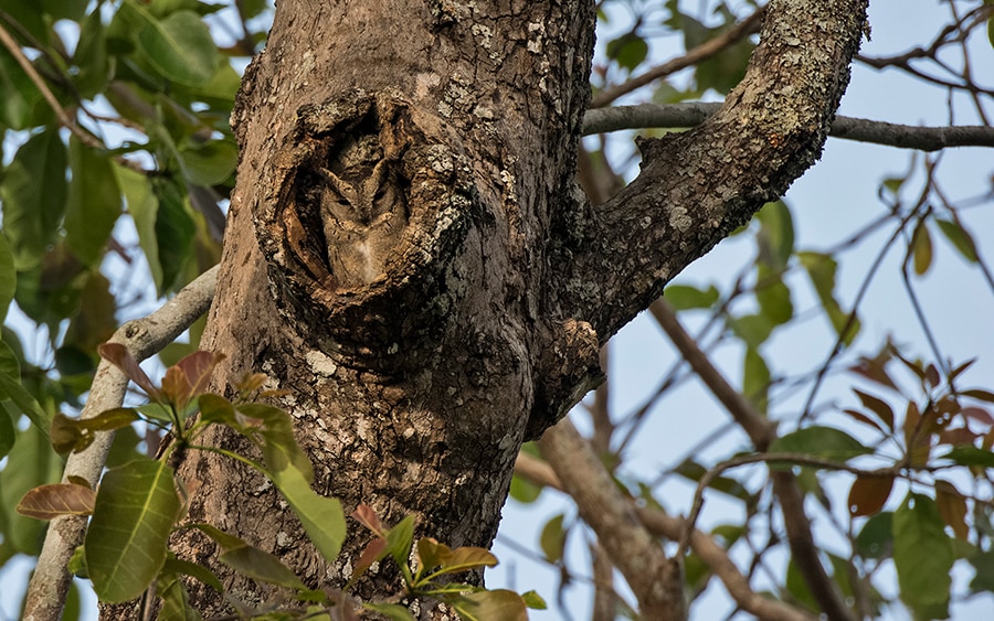 Indian scops owl hollow BR Hills