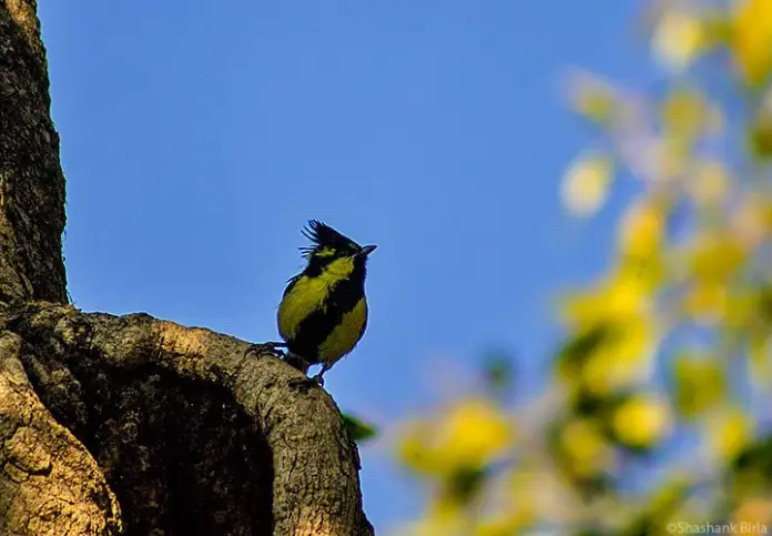 Indian Yellow Tit (Parus (Xanthogenys) Aplonotus)- The subspecies is morphologically similar to Parus Xanthogenys and is largely differentiated by a slightly paler form, whitish rather than yellow wing-bars and distribution.