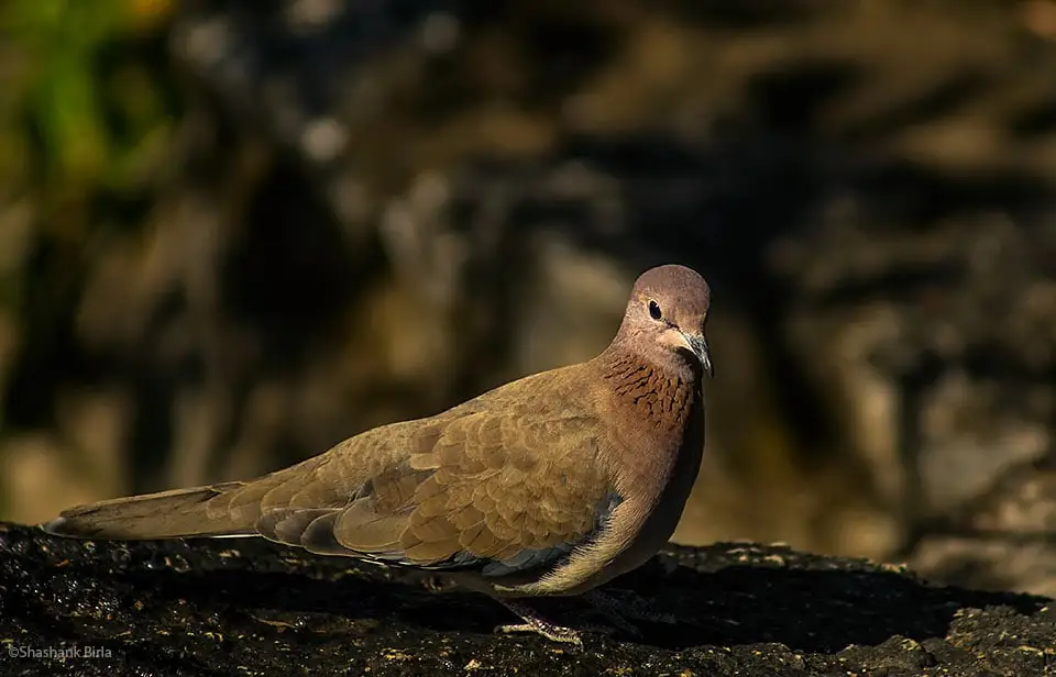 Laughing Dove (Spilopelia senegalensis)- A distinctive pattern of rufous split feathers, give the impression the dove is wearing a necklace.