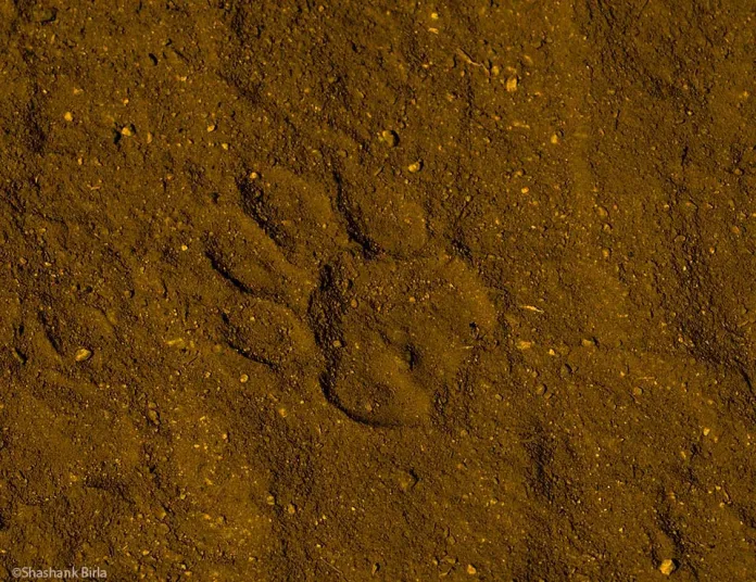 A leopard pugmark, about 500 meters in from the Trevor Tank gate inside the sanctuary 