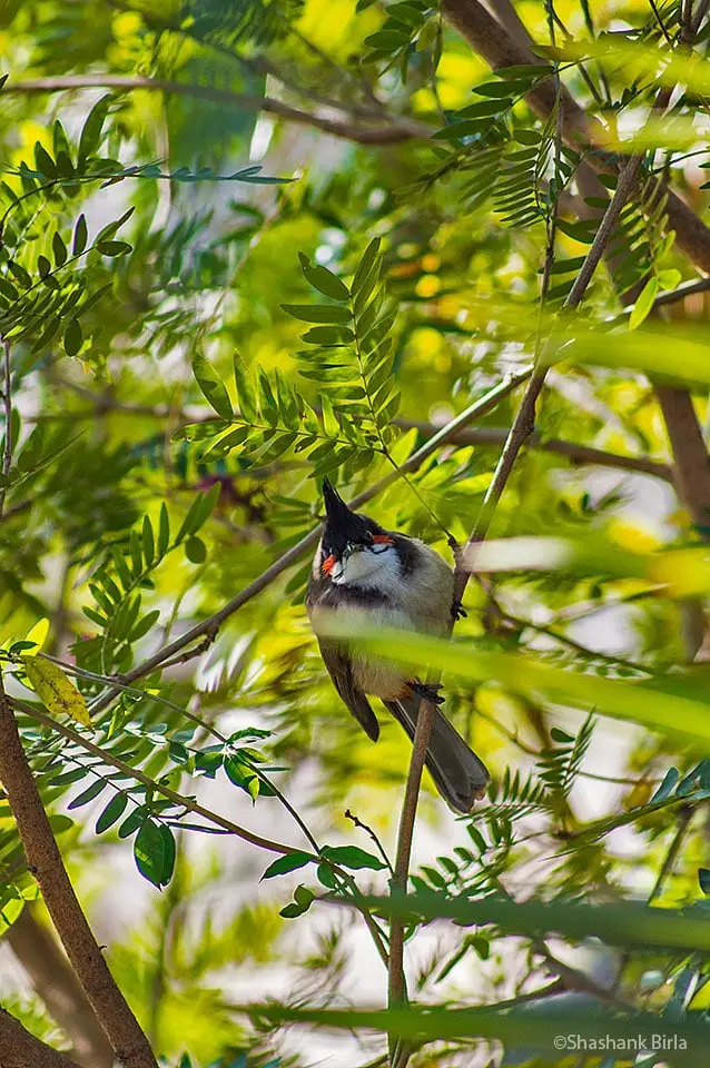 The original ‘Angry Bird’- Red-Whiskered Bulbul (Pycnonotus jocosus)- Both the Red-Whiskered and Red-Vented bulbuls were abundant whether it be Abu’s town side or its forested slopes.
