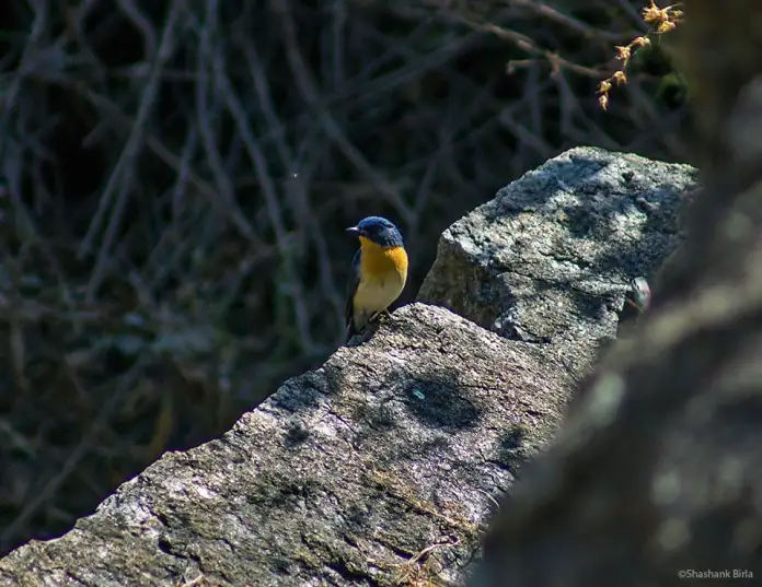 The Tickell’s Blue Flycatcher (Cyornis tickelliae) is a forest-loving species, found in thick cover and shade, and particularly haunts the banks of wooded streams, exactly where we found this individual.