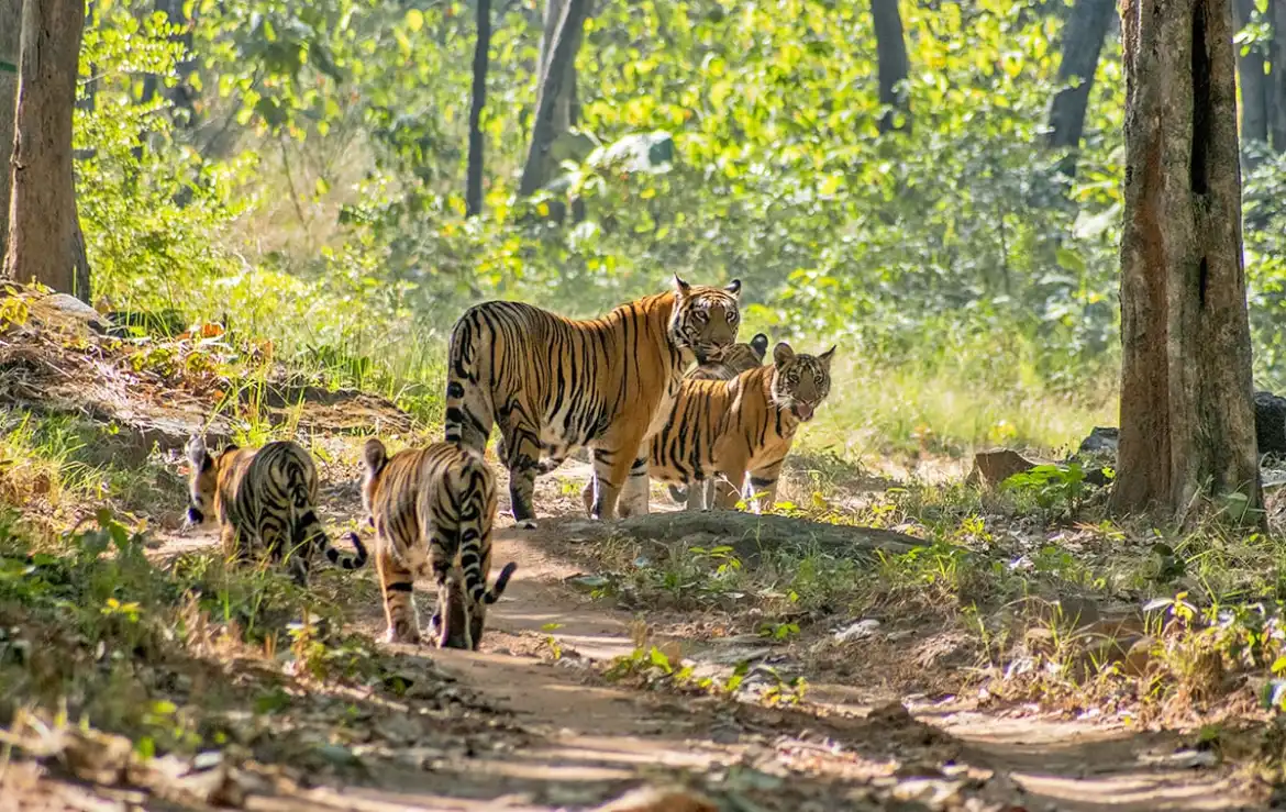 Satpura tigers