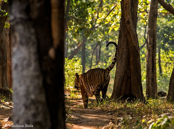 Tigress spraymarking