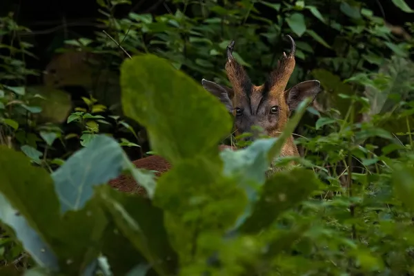 True to its nature, this shy barking deer or Indian muntjac bounded off seconds after we laid eyes on it