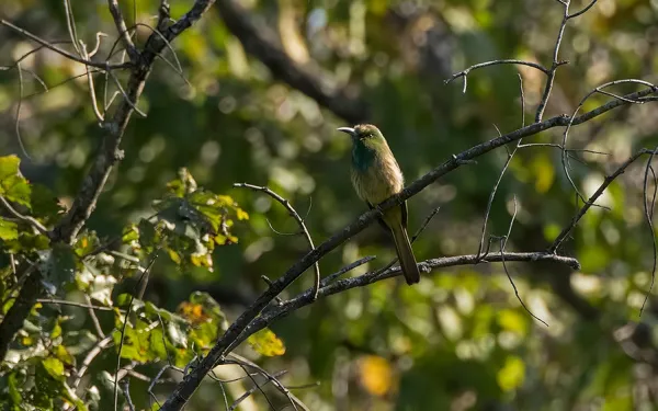 BR Hills is a good destination to catch sight of the Blue-bearded Bee-Eater, usually found in the vicinity of broad-leaved forests.