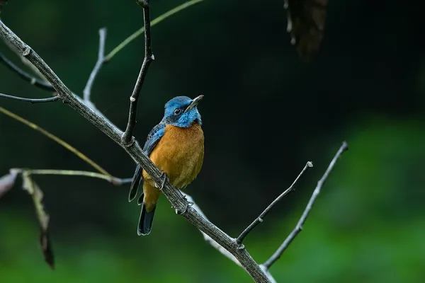 The Blue-Capped Rock Thrush is a winter visitor here, but can be frequently spotted in campus from October to March
