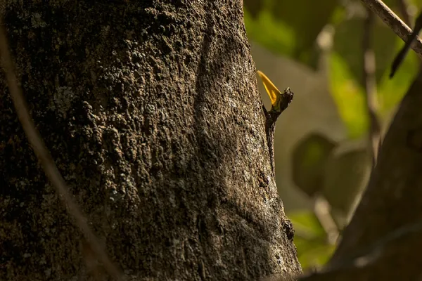 Was lucky to come across this Southern Gliding Lizard, an endemic of both the Western & Eastern Ghats, displaying its bright yellow dewlap within the K Gudi campus.