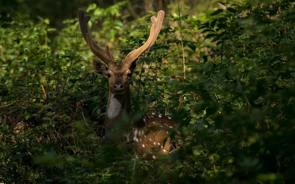 Spotted Deer or Chital, freely move in the K Gudi grounds, much like this stag whose antlers are still in velvet, soon to develop into sharp tines or points