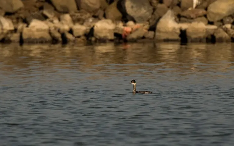 Black-necked or eared grebe