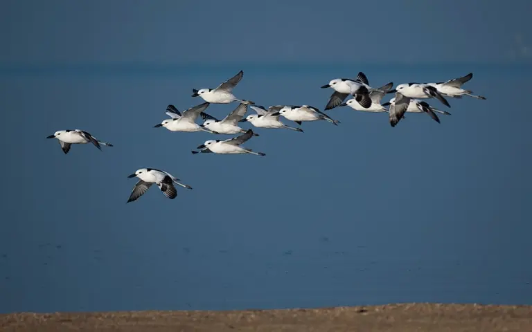 Crab-Plover-Close-Flock-flight
