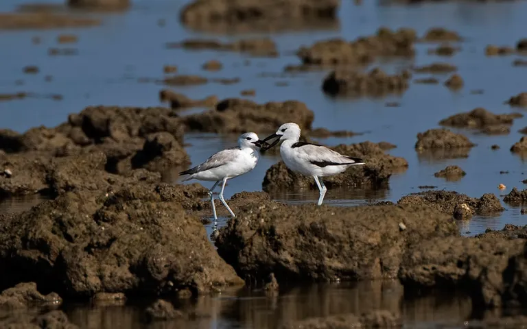 Crab-Plover-feeding-juvenile