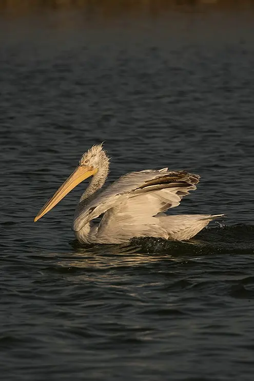 A Dalmatian pelican at Sunset