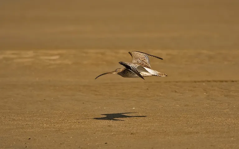 eurasian-curlew-flight