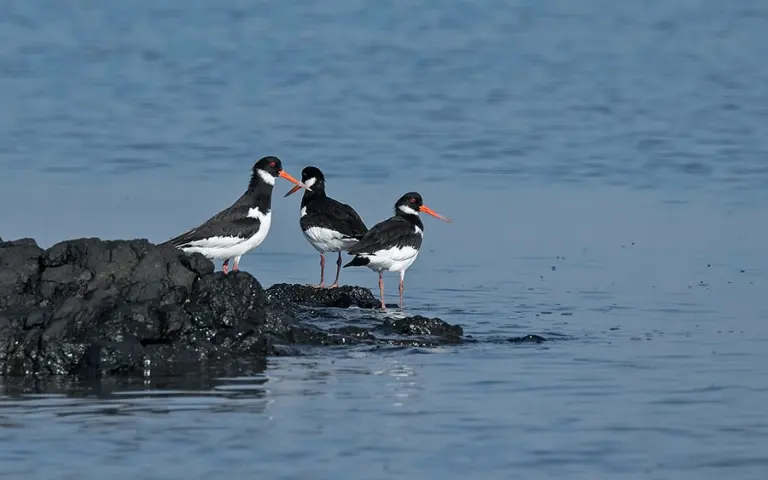 Eurasian-Oystercatcher