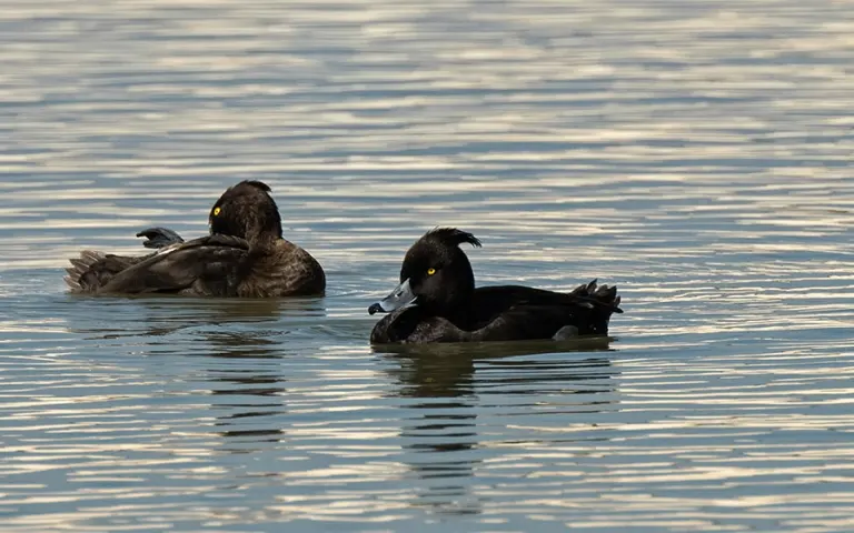 Tufted-Pochard-Profile