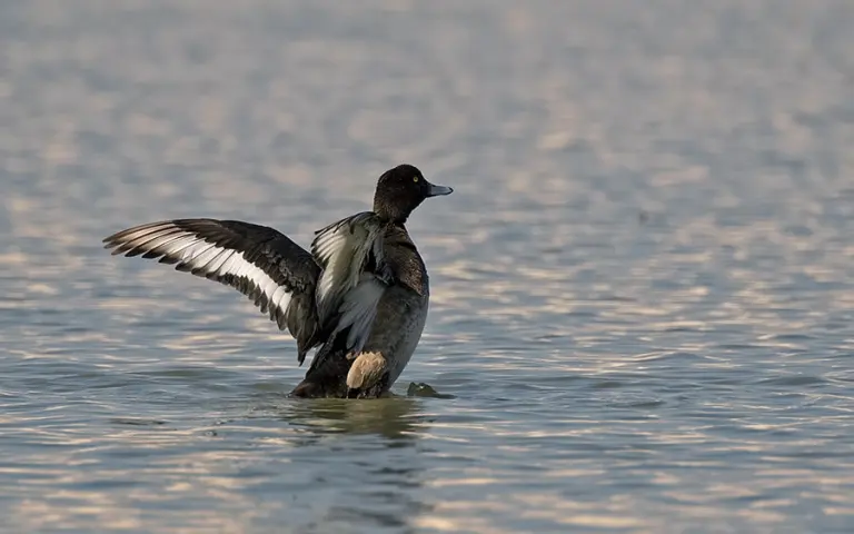 Tufted-Pochard-Wing-Display