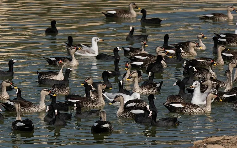 Waterfowl-group