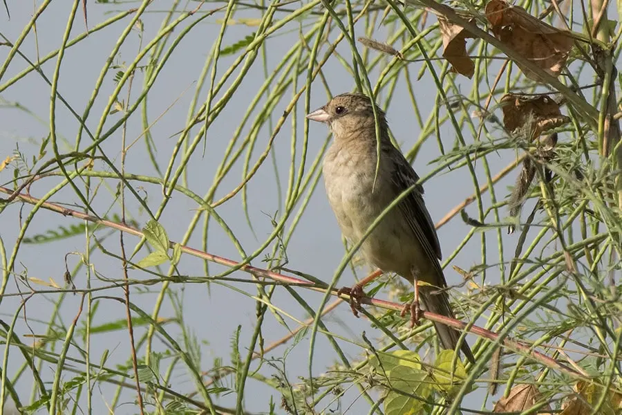 A red-headed or black-headed bunting (immature)