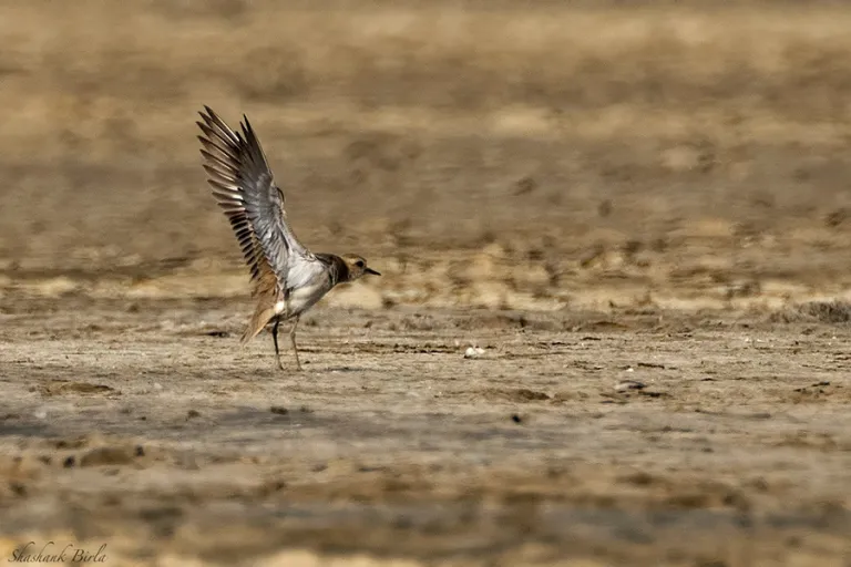 caspian-plover-underwing