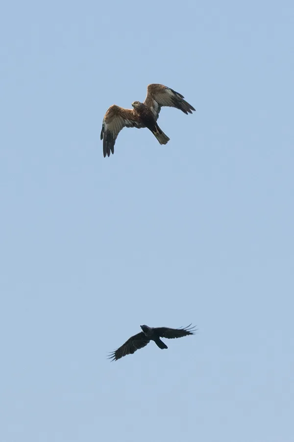 harrier-crow