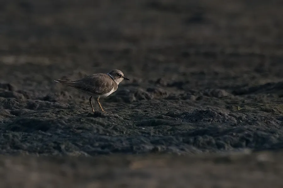 little-ringed-plover