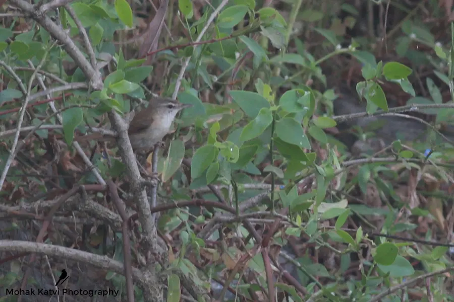 Paddyfield Warbler: The white throat and pale legs help differentiate this warbler from the more widespread Blyth's reed warbler
