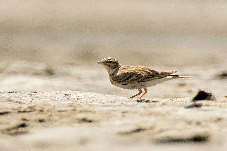 Sykes's short-toed lark, a bird of typically arid habitats