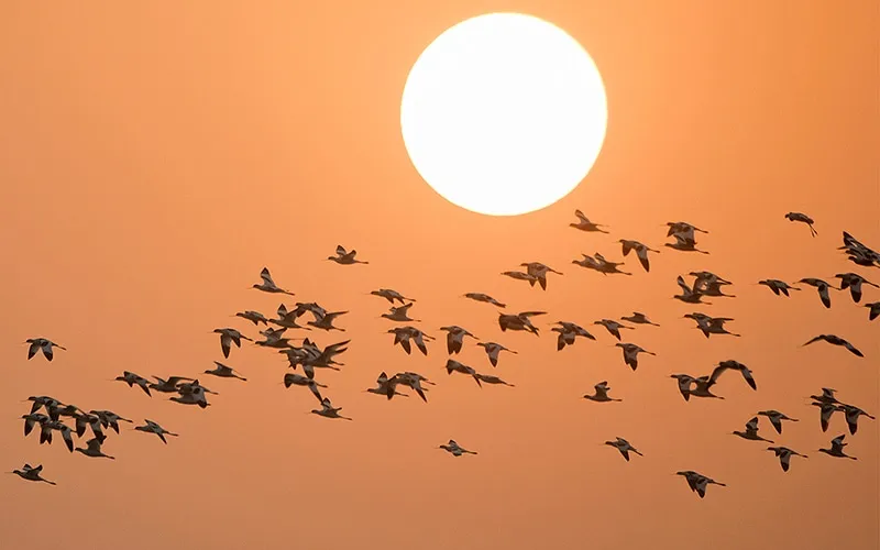 pied-avocets-sunrise-flight-web